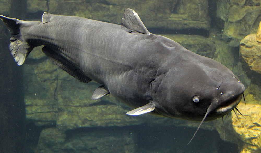 Catfish - Smoked x4 main image 1